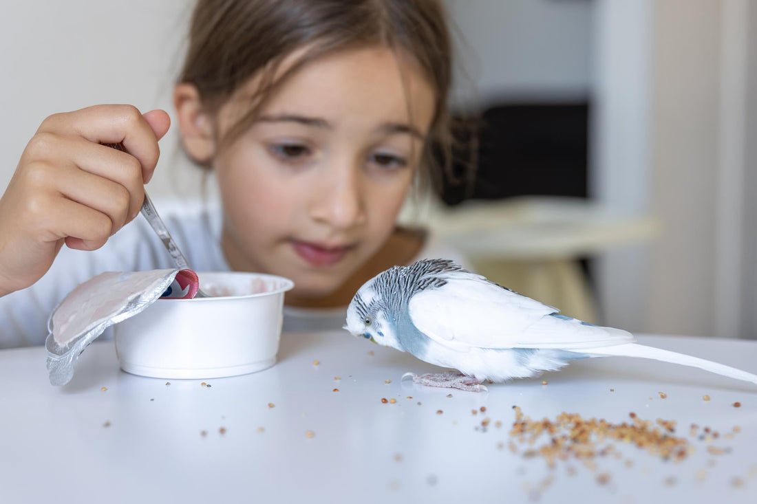 Bird Care Essentials For Healthy Feathered Friends