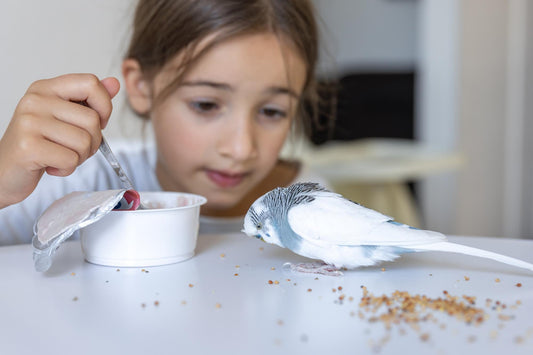Bird Care Essentials For Healthy Feathered Friends